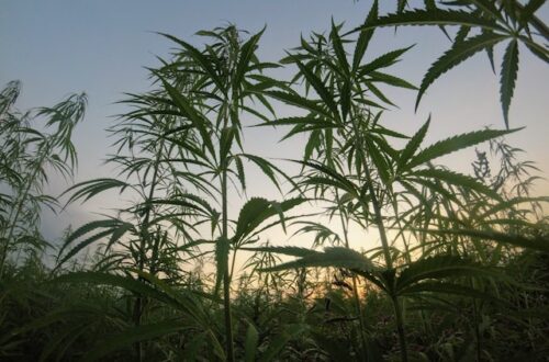 cbd produkter