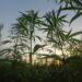 cbd produkter